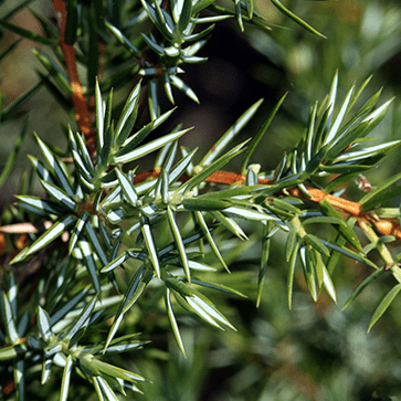 Olio essenziale di Cade biologico