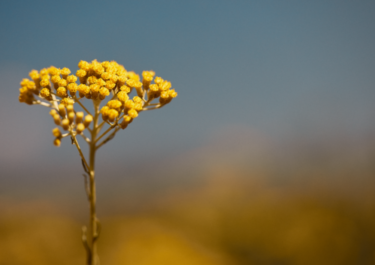 I benefici dell'Immortelle
