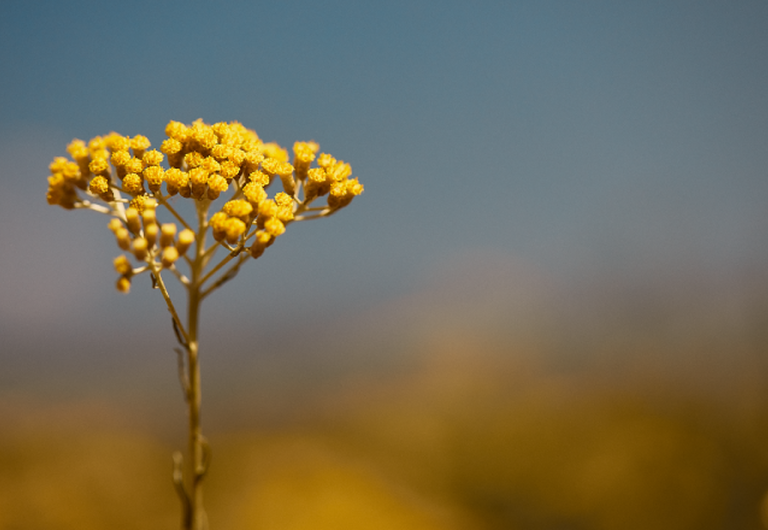 I benefici dell'Immortelle
