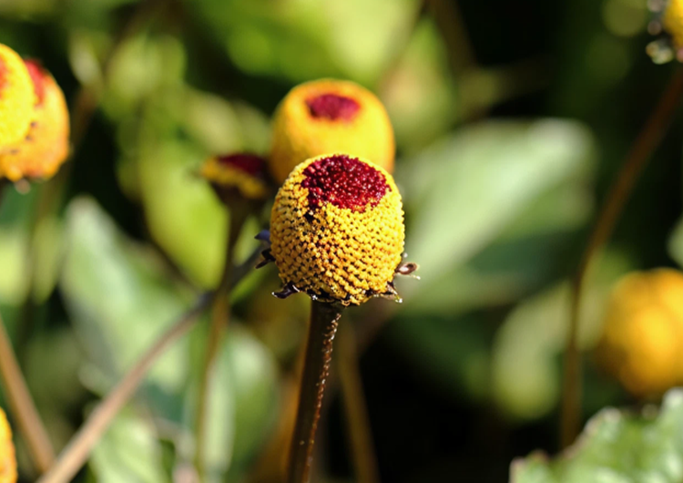 Estratto di Acmella Oleracea