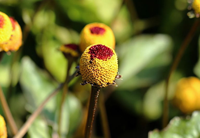 Estratto di Acmella Oleracea