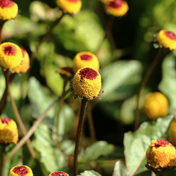 Estratto d'Acmella Oleracea