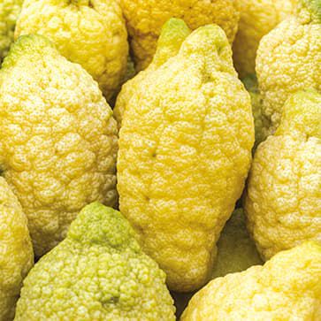 Olio essenziale di cedro