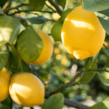 Olio essenziale di Limone