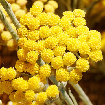 Acqua floreale d'Immortelle biologica