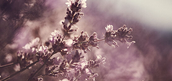 ...un fiore dalle mille virtù