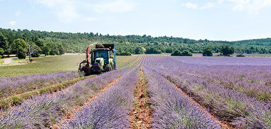 Quando si raccoglie la Lavanda?