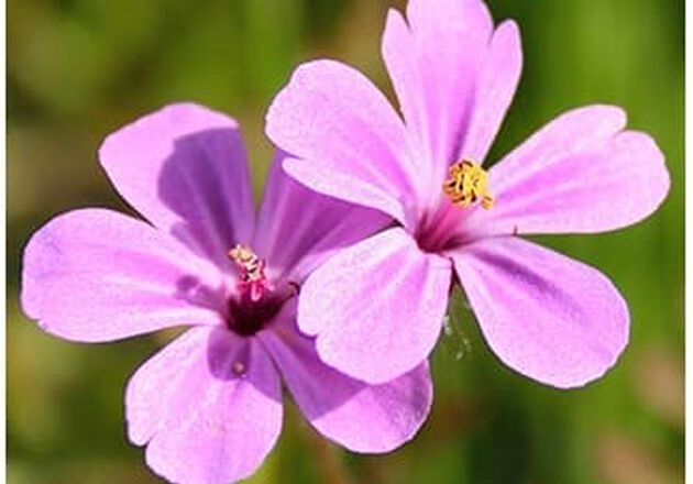 Olio essenziale di fiori di Geranio