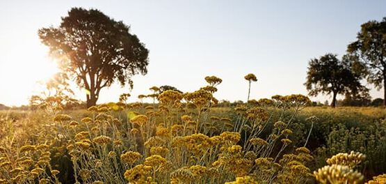 soleil nature
