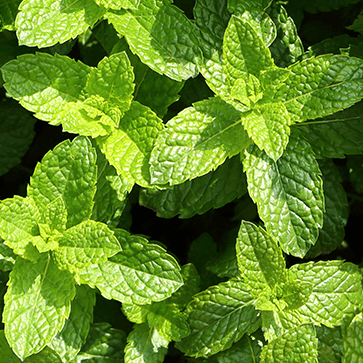 Olio essenziale di menta piperita