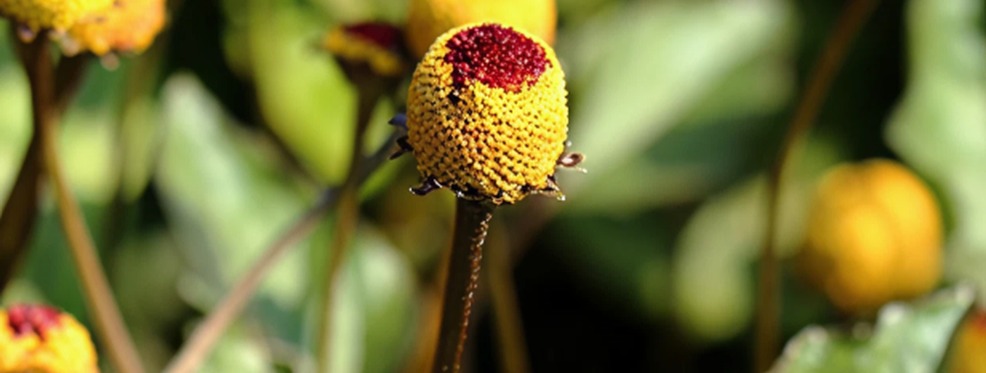 Estratto di Acmella Oleracea