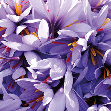 Estratto di fiore di Zafferano