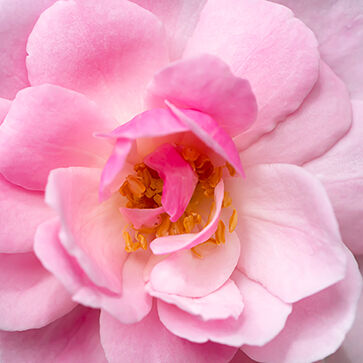 Rosa di Damasco