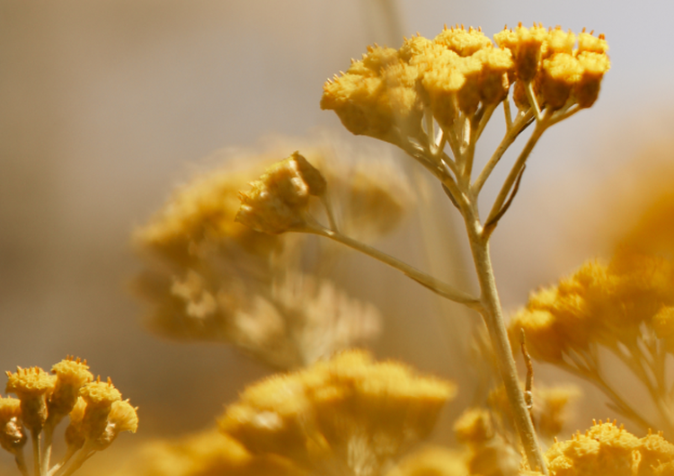 La storia dell'Immortelle