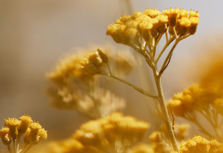 La storia dell'Immortelle