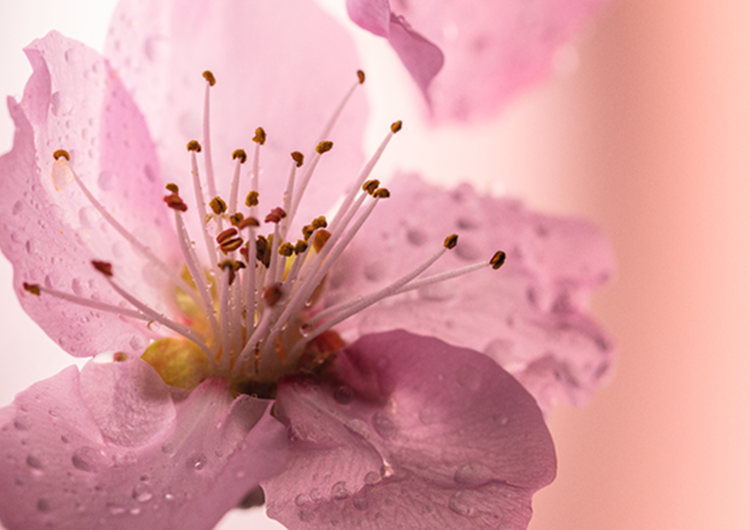 Fleurs de Cerisier (Fiori di Ciliegio)