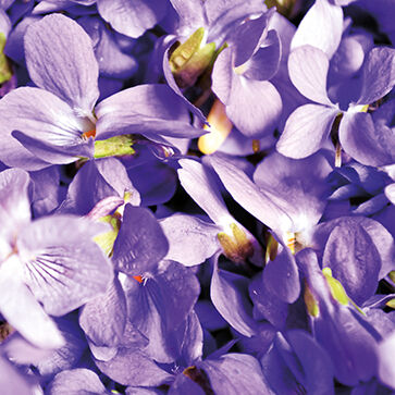 Estratto di Violetta