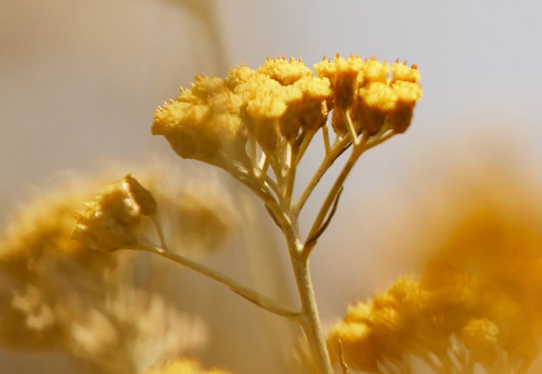 Fiori di Immortelle
