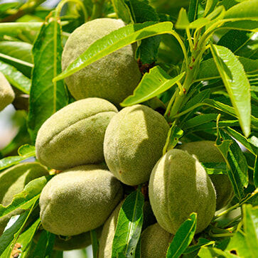 Olio di mandorla dolce