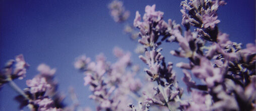 L'Occitane contribuisce a proteggere la Lavanda