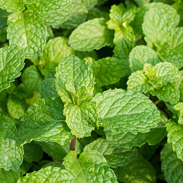 Olio essenziale di menta