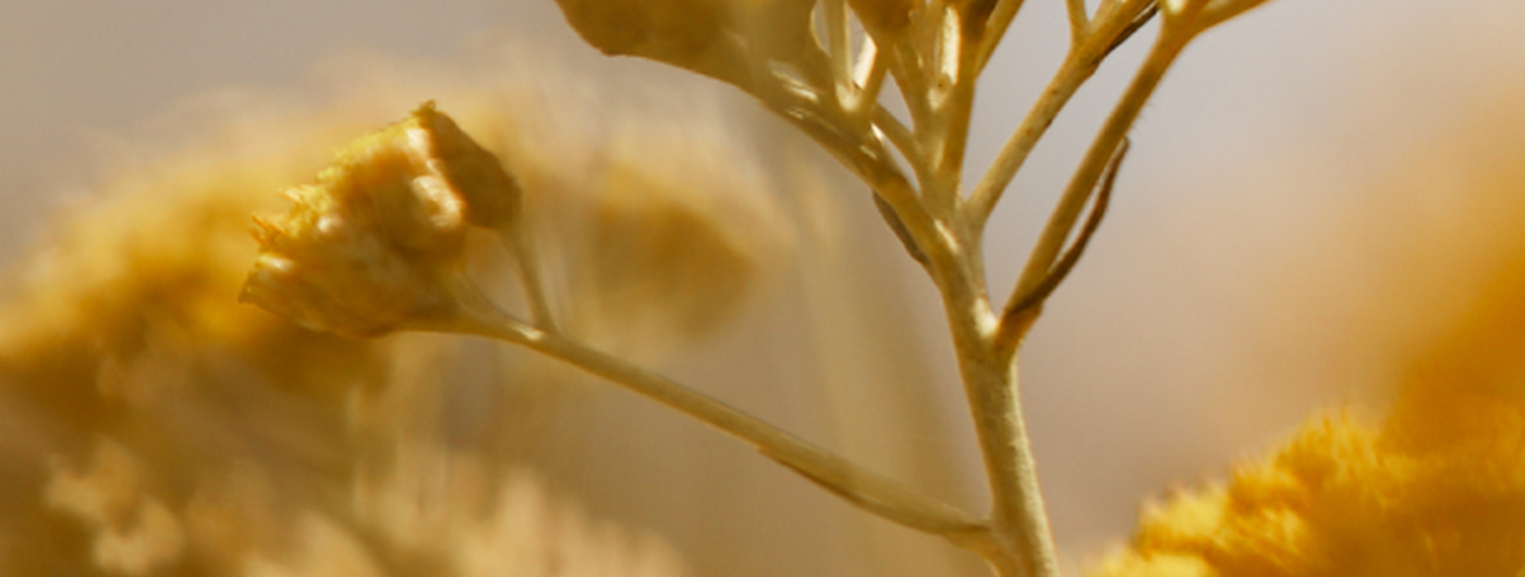 Fiori di Immortelle