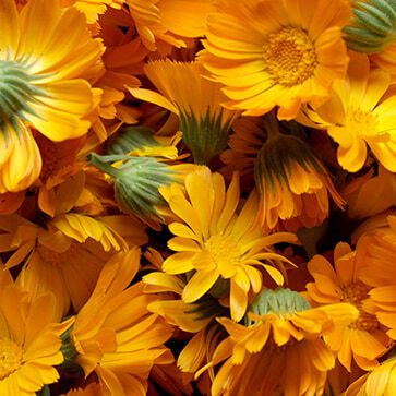 Estratto di fiori di Calendula