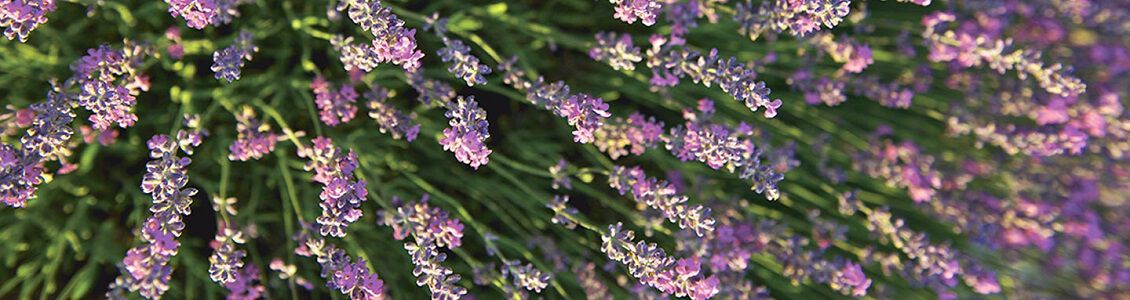 Scopri i numerosi benefici della Lavanda
