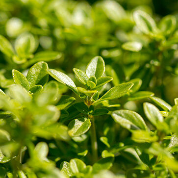 Olio essenziale di Timo