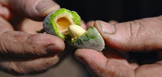 amandes