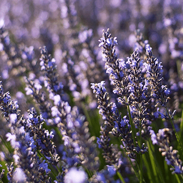 Olio essenziale di Lavanda