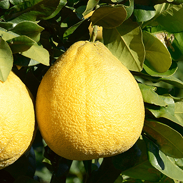 Estratto di pomelo