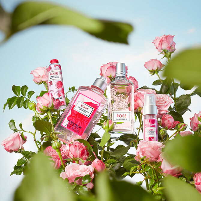 È sbocciata una rosa
