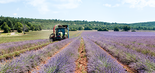 Quando si raccoglie la Lavanda?
