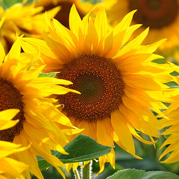 Olio di semi di girasole