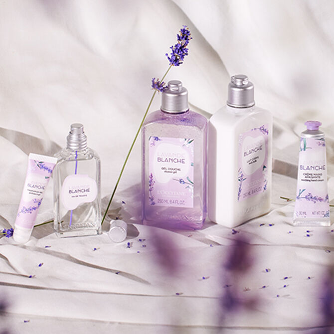 lavanda bianca