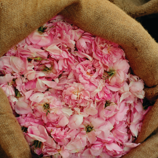 profumo rosa