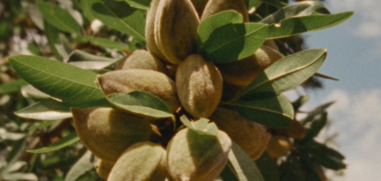 Olio di mandorle dolci