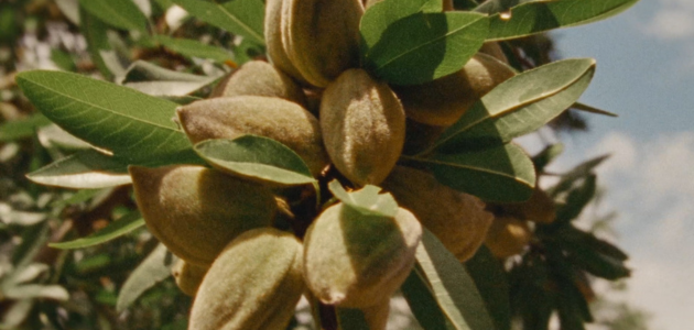 Olio di mandorle dolci