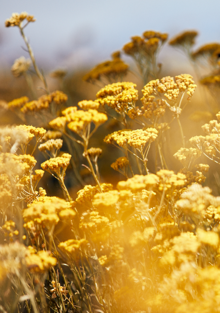Ingrédient Immortelle